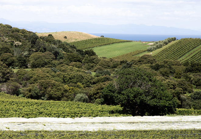 Discoveries from The Fine Wine Tour of New Zealand: Part 1